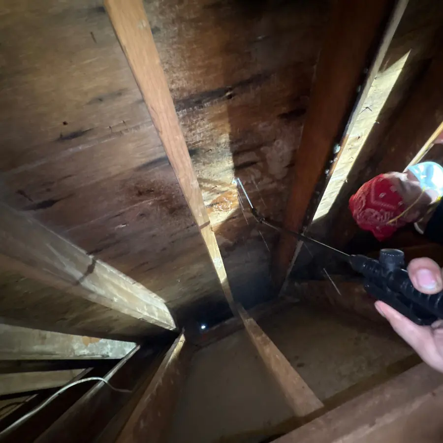 Enzyme treatment being applied to attic roof decking in Glen Cove