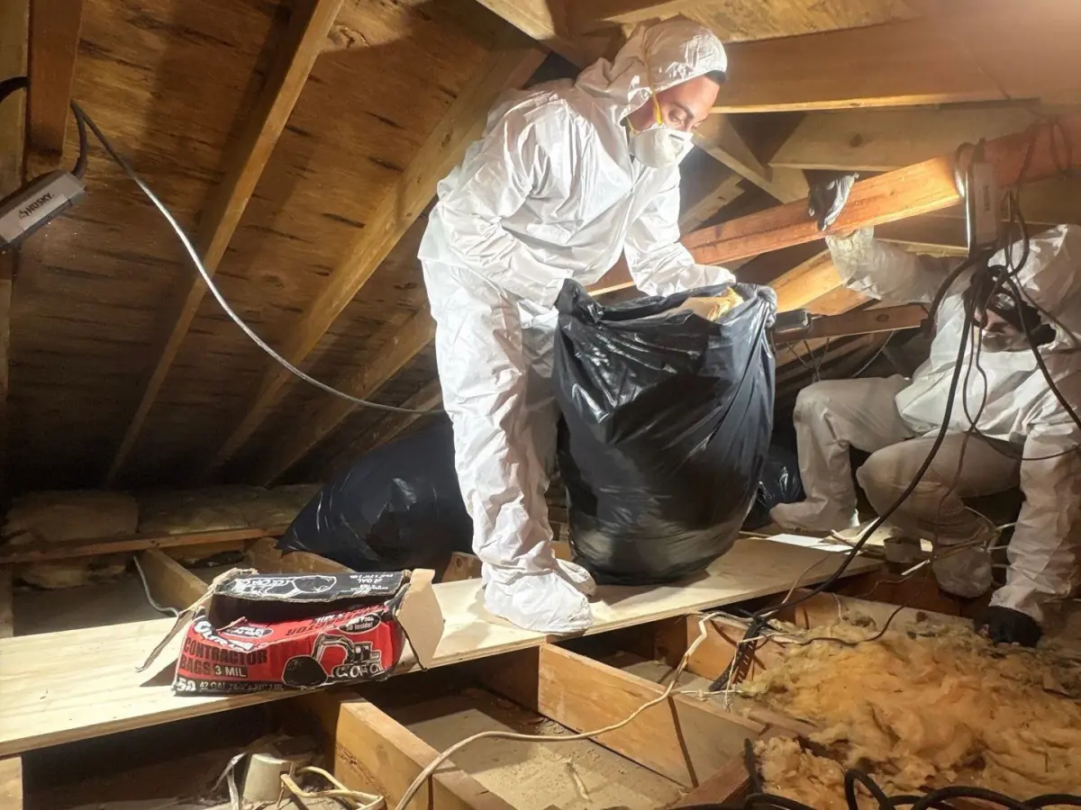 K.O.S. Restoration technician in PPE removing moisture-damaged attic insulation in Glen Cove, NY