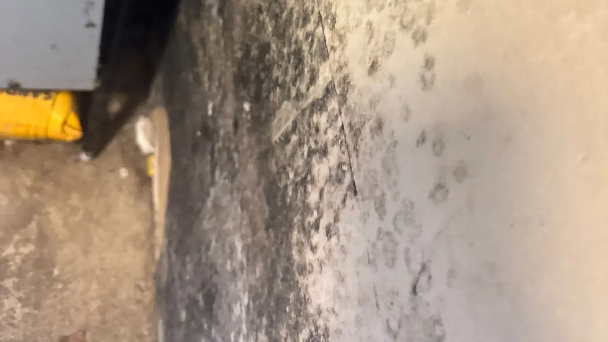 Mold growing on interior walls due to high humidity in a Long Island home