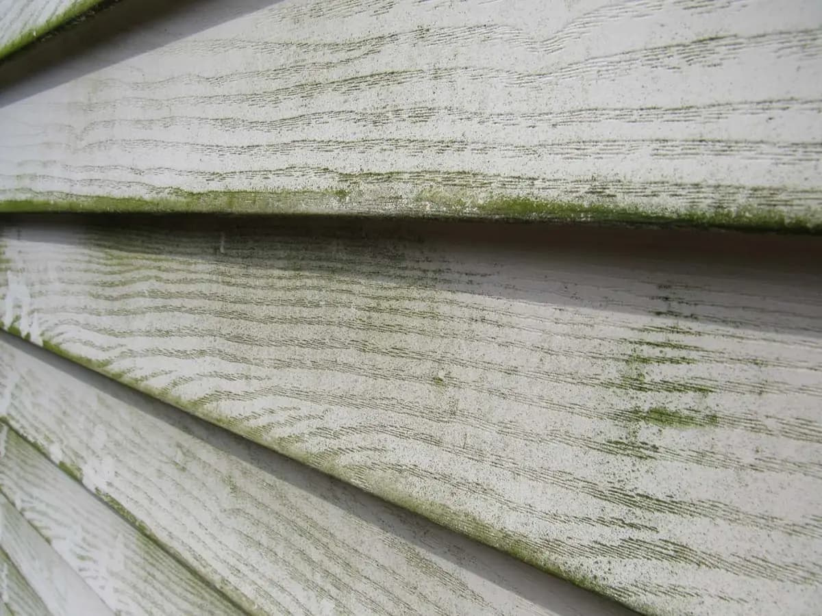 Understanding how algae forms on house exterior and effective cleaning solutions.