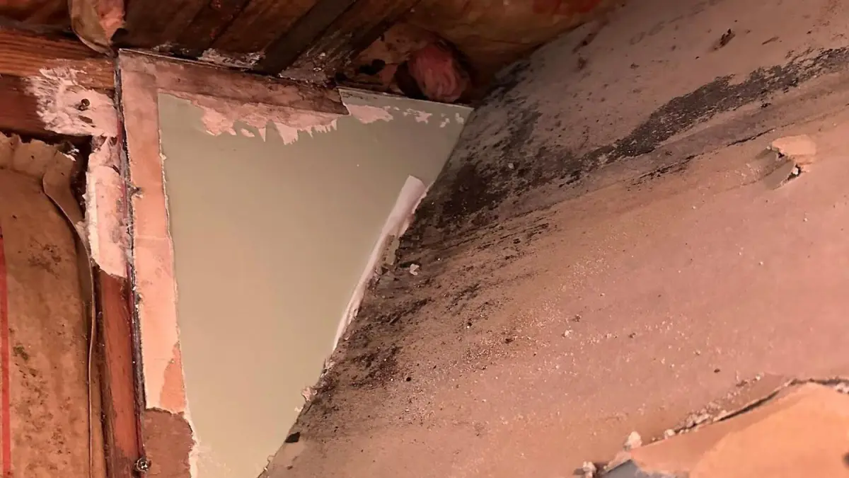 How Do I Know If I Need Professional Mold Remediation? Get to know the signs of mold issues.