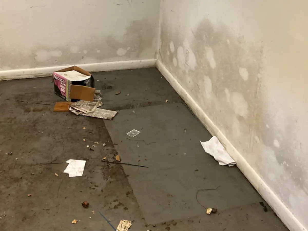 Mold growth after a flood in a basement on Long Island