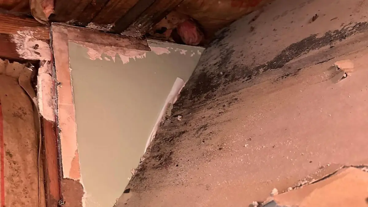 Mold Removal on Long Island
