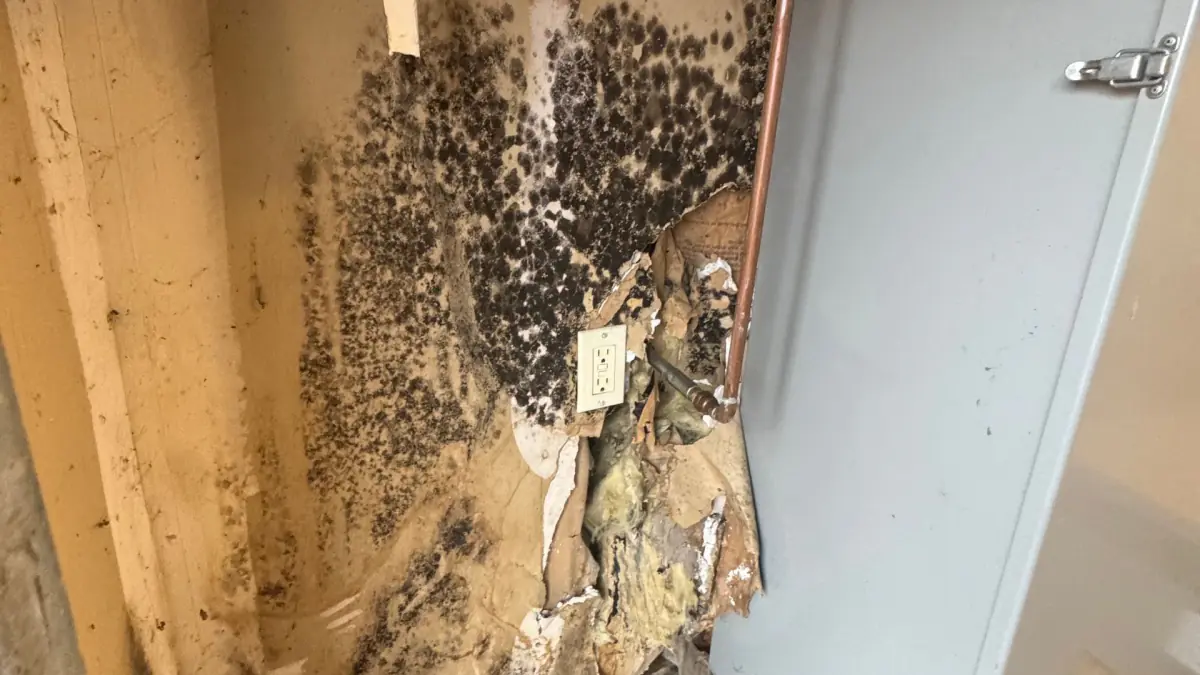 Visible mold on insulation inside a Long Island summer home being treated by a certified technician