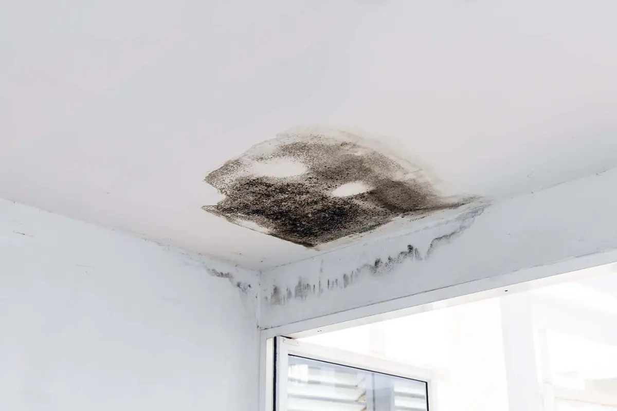 Mold Risks After Water Damage. K.O.S. Restoration offers IICRC certified water damage restoration.