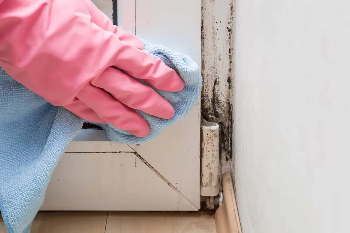 Homeowner attempting to clean black mold from a wall in a Long Island home