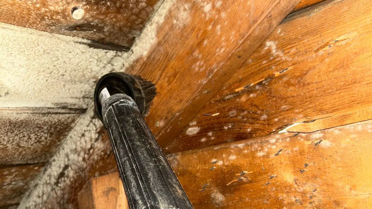 Signs of attic mold infestation in Long Island homes