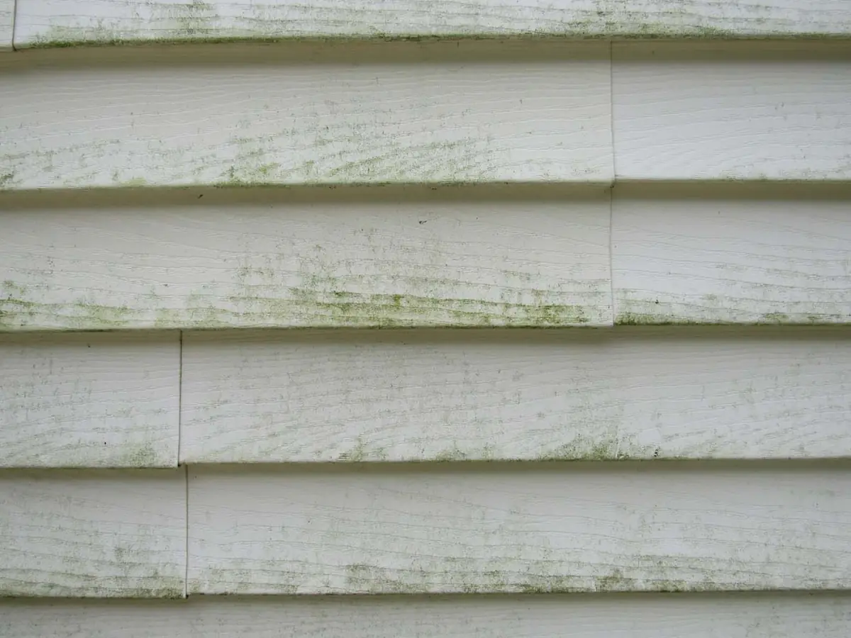 Green algae streaking white vinyl siding