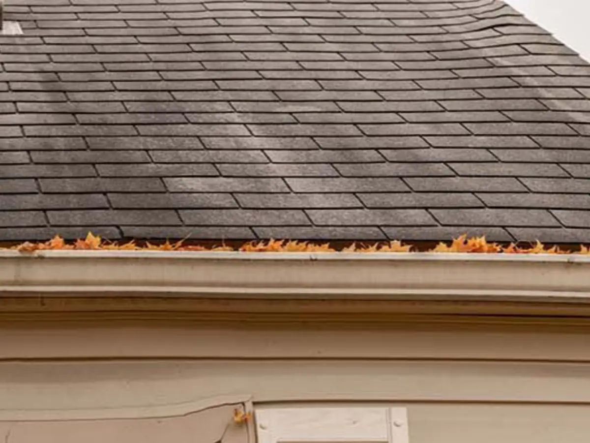 Gutter filled with leaves below streaked asphalt shingles