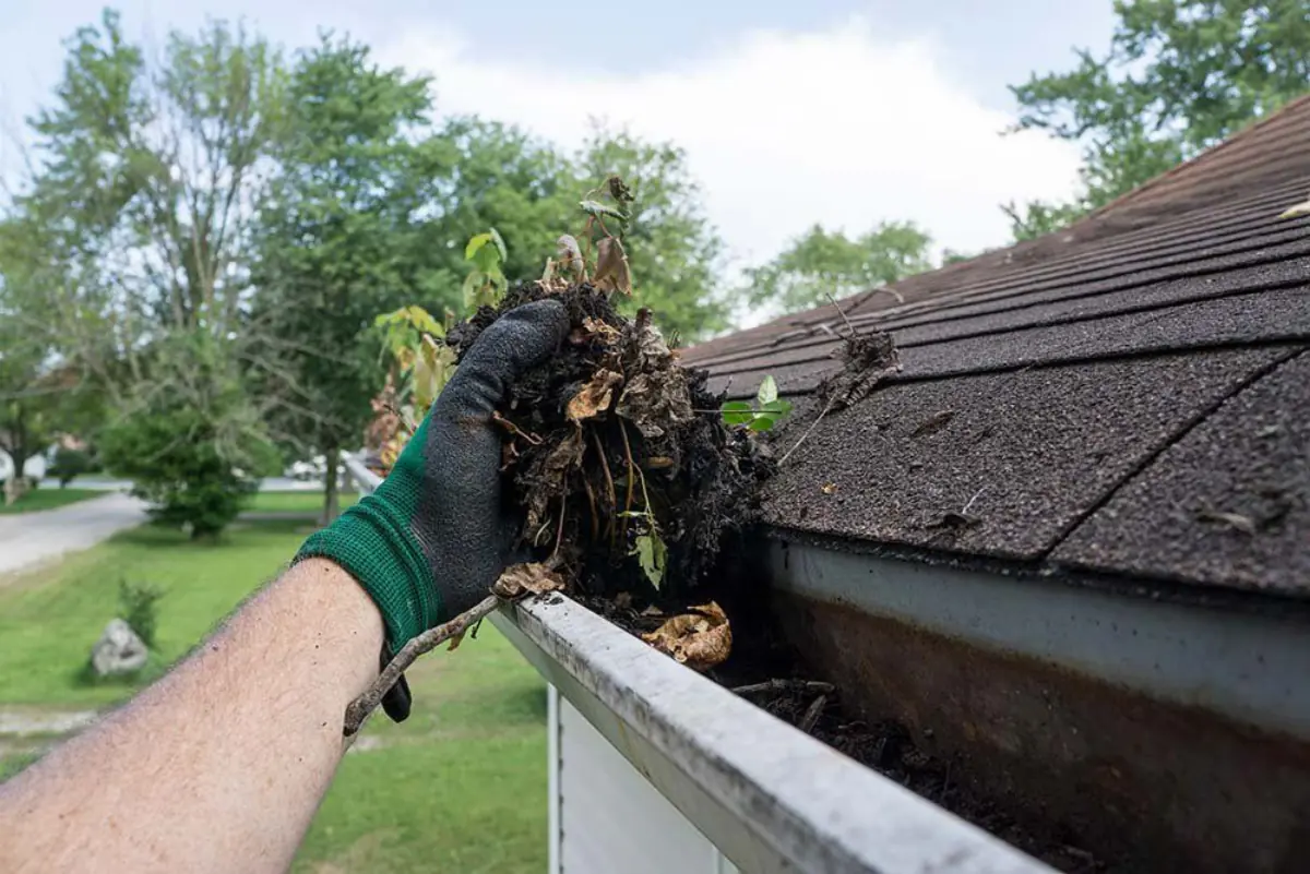 Gloved hand pulling packed leaves and debris out of a gutter