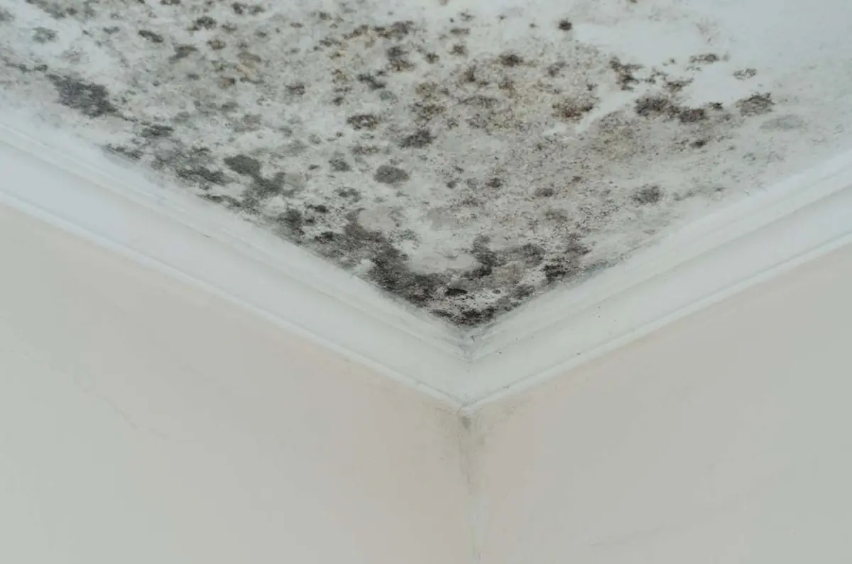 Summer mold prevention tips and mold remediation services on Long Island