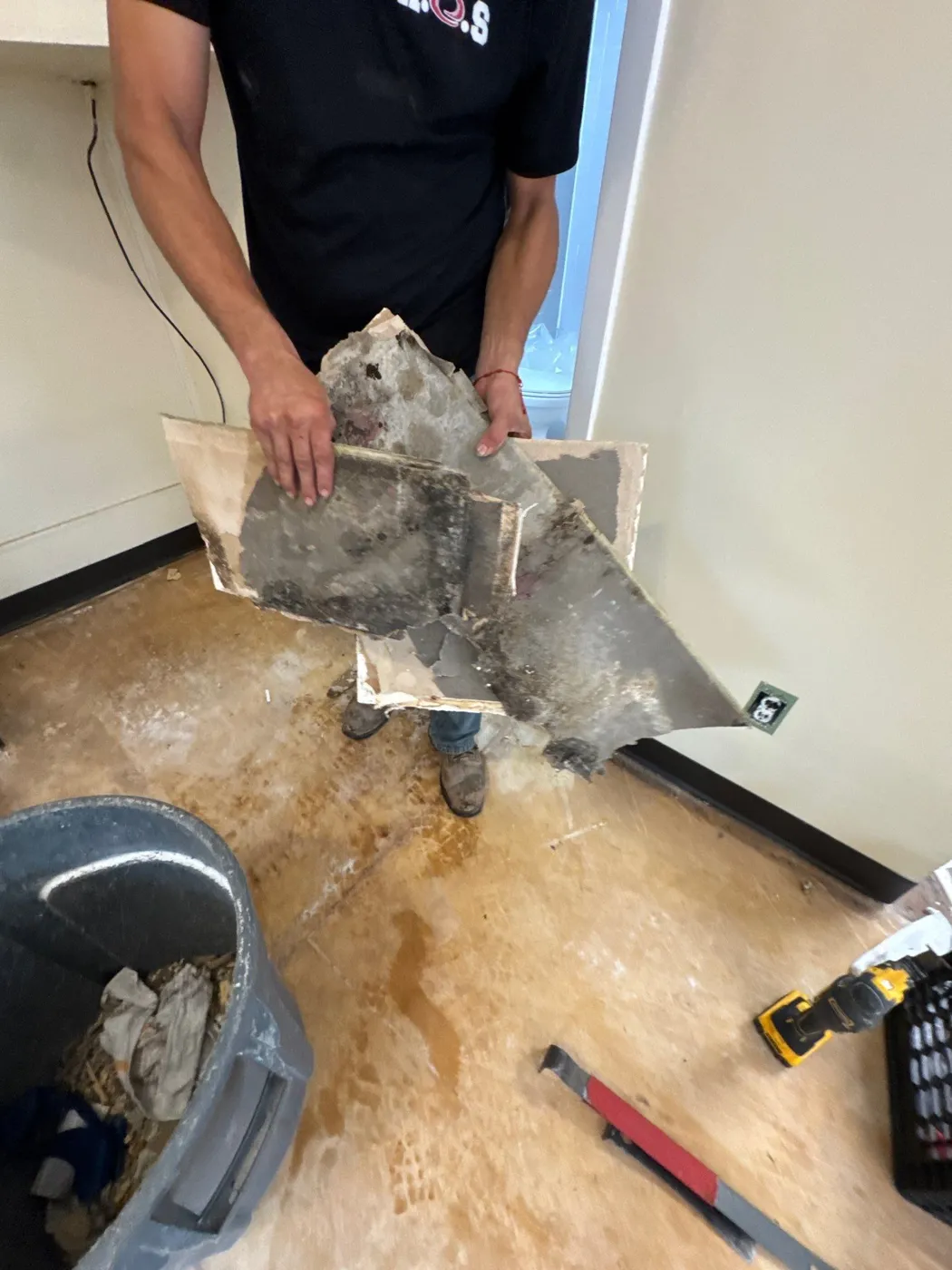 Mold growth on the back of removed drywall in a Greenlawn NY home