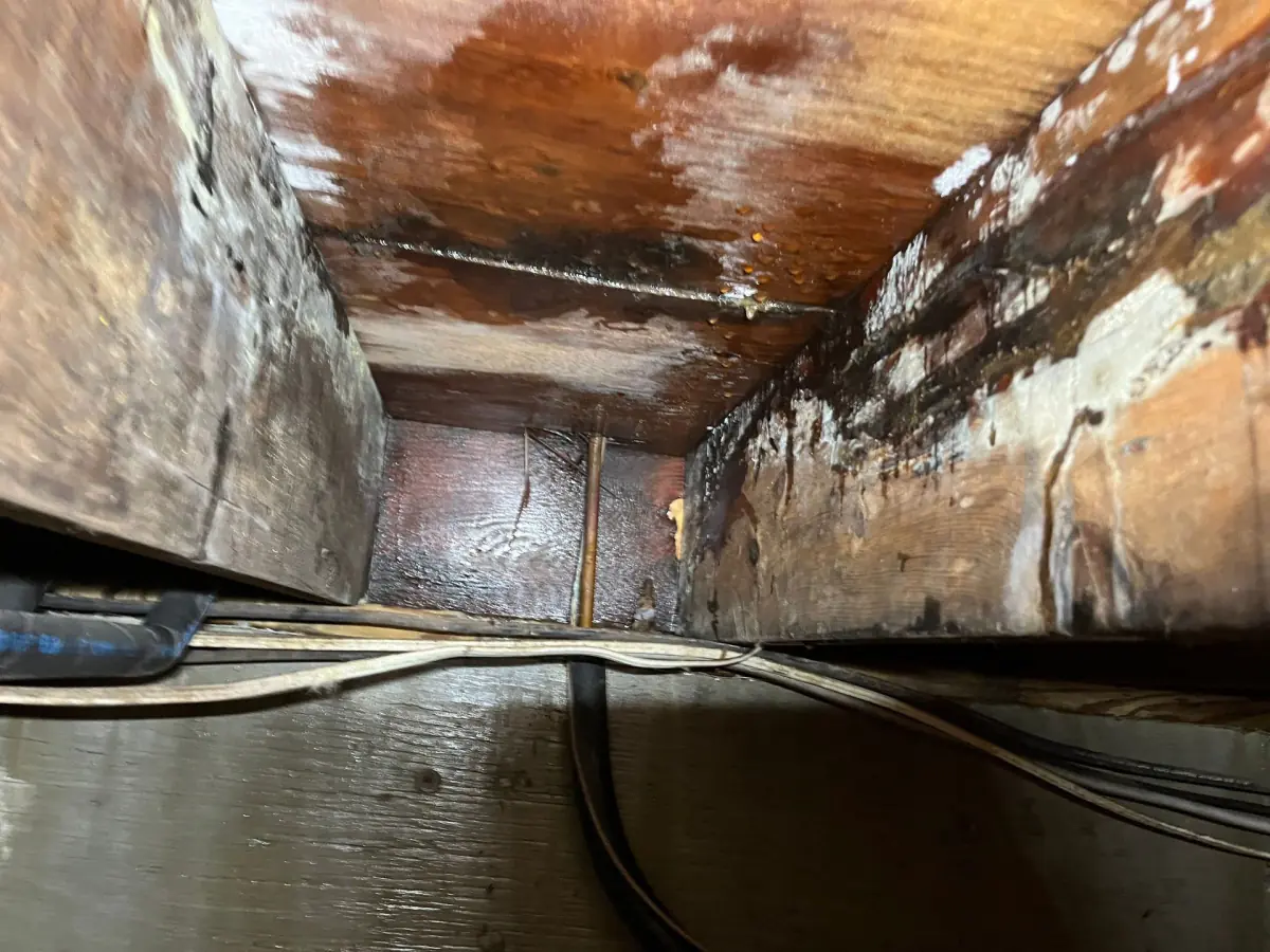 Mold on floor joists and subfloor after flood at home in Westhampton Beach NY