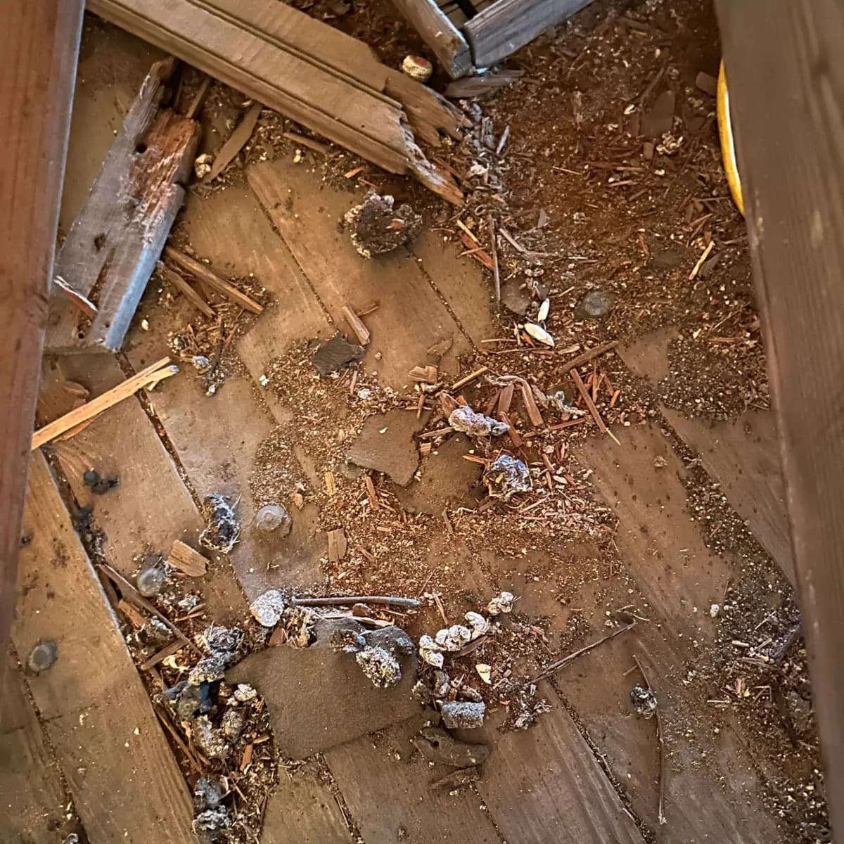 Raccoon droppings and nesting debris on the windmill's wooden floor